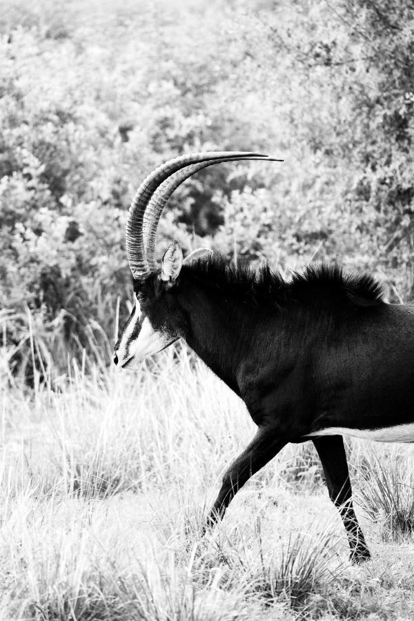 Letamo At Qwabi Private Game Reserve By Newmark Бела-Бела Экстерьер фото