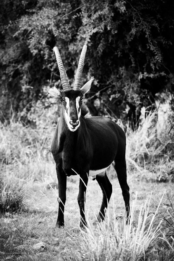 Letamo At Qwabi Private Game Reserve By Newmark Бела-Бела Экстерьер фото