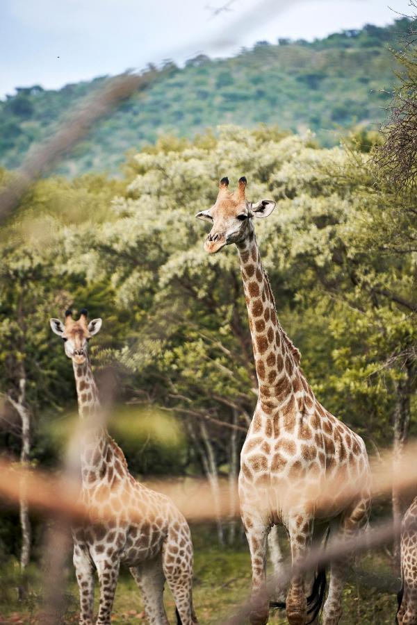 Letamo At Qwabi Private Game Reserve By Newmark Бела-Бела Экстерьер фото